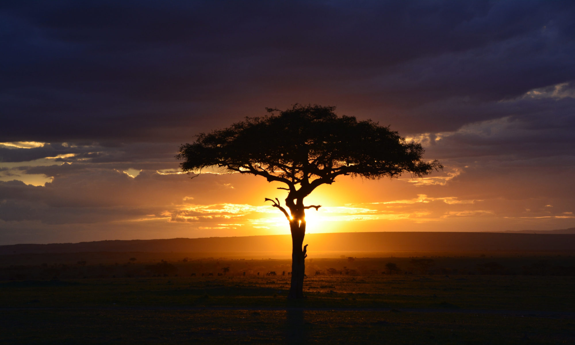 Tree silhouette in Kenya savanah with a rising sun